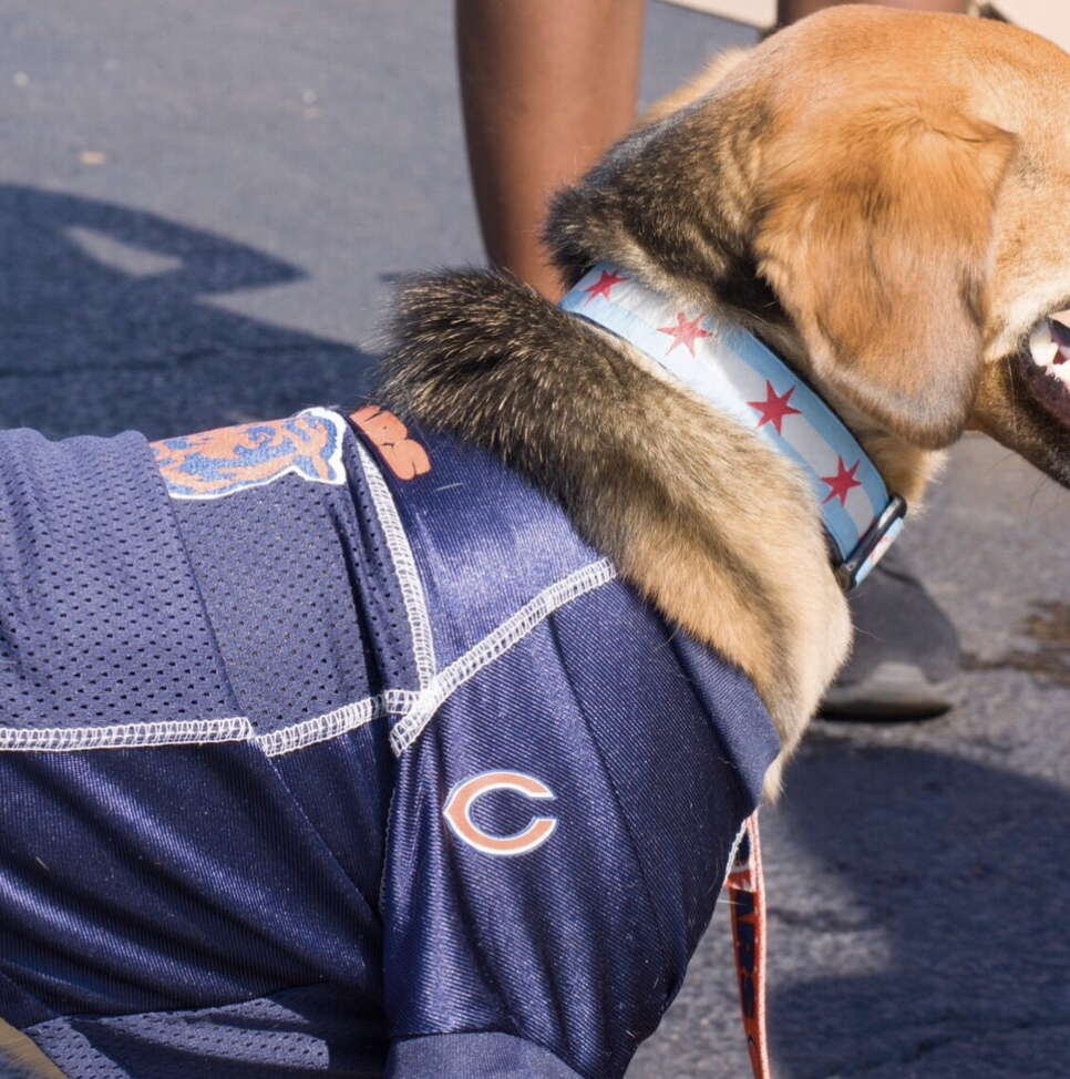 Bear Down: Tailgate&nbsp;Style